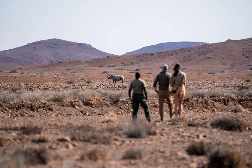 Spitzmaulnashorn im Damaraland – Rhino Trekking Safari im Desert Rhino Camp