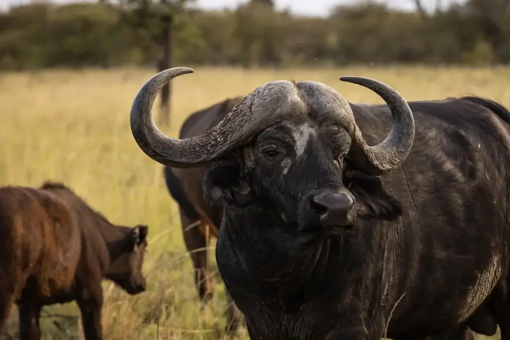 Safari-Erlebnis in Kenia: Büffel nahe Mahali Mzuri